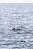 Fototapeta Konie - A mother pilot whale and her calf journey together in the placid waters of Andenes (Vertical photo)