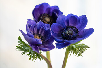 Wall Mural - three bright blue anemones on a light background close-up