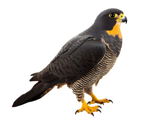 Wall Mural - peregrine falcon, isolated on a transparent or white background