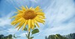 Skyward Bloom: Close-Up of a Sunflower Against Blue Sky