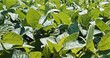 Soybean Growth: Lush Green Field Close-Up in Summer