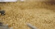 Close-Up of Grain Seed Dressing Process in Agriculture