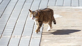 Fototapeta Koty - The cat walks along the paving slabs