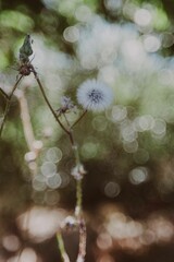 Poster - Closeup view of a dandelion flower perched delicately on a tree branch