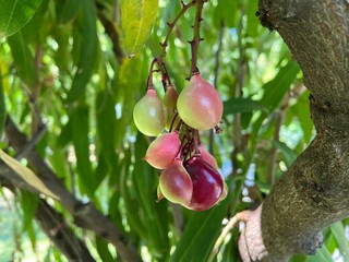 Luna nut or Chammaliang, scientific name Lepisanthes fruticosa (Roxb.) Leenh