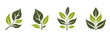green twig icons. eco, botanical and organic symbol. vector illustration in flat design