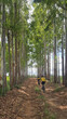 Ciclistas pedalando por caminho entre árvores de eucaliptos de troncos retos.