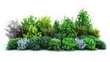 Set of green bushes or vegetation isolated on white background
