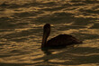 Brown pelican at sunset in Los Roques National Park. Venezuela