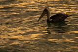 Fototapeta Sawanna - Brown pelican at sunset in Los Roques National Park. Venezuela