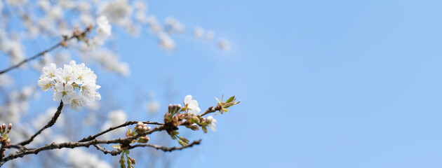 branch of cherry blossoms against the blue sky,flowering of fruit trees, spring