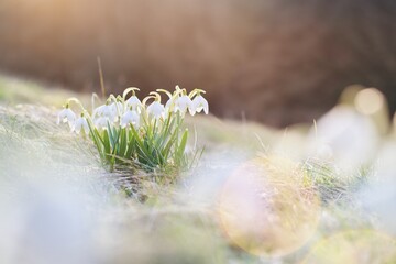 Wall Mural - First spring flowers,  white snowdrops in the grass