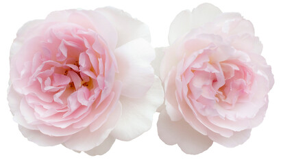 Sticker - Two delicate pink roses isolated on white background. Detail for creating a collage