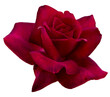 Single dark red rose is on white background. Detail for creating a collage