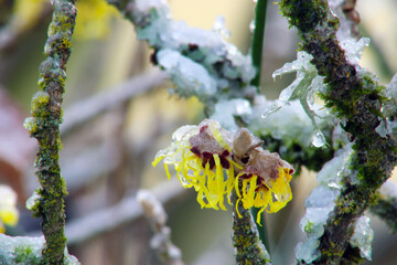 Canvas Print - Witch Hazel Blossom on Ice 03