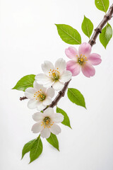 Wall Mural - A branch with pink and white flowers and green leaves on a white background. ai generative