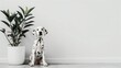 Dalmatian puppy sits on the floor in a white interior next to a flower in a pot