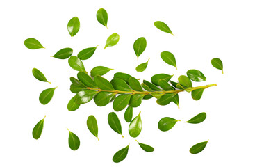 Wall Mural - Green boxwood branch with leaves scatter, isolated on white  background