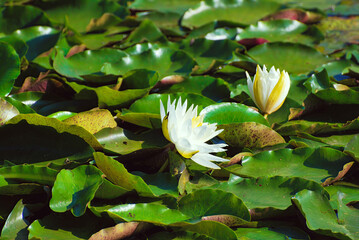 Sticker - Lilly padded in the early morning with the lotus flower in bloom. 