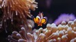 clownfish swimming in anemones