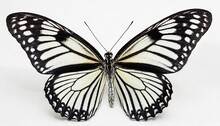 Beautiful Black White Butterfly Isolated On A White Background