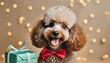 a small cute poodle dog smiling with a small present box with a gift on his head on beige colored background