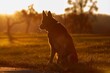 Hund im Abendlicht. Deutscher Schäferhund im Sonnenuntergang