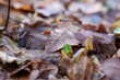 mały podłużny świeży zielony listek kiełkuje i rośnie wśród jesiennych brązowych suchych liści makro bokeh