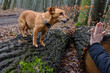 mały rudy pies w lesie zatrzymany przez widoczną rękę