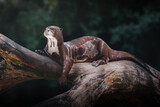 Fototapeta Las - Giant River Otter (Pteronura brasiliensis)