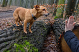 Fototapeta  - mały rudy pies w lesie zatrzymany przez widoczną rękę