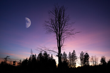 Wall Mural - Night landcscape with trees silhouettes and moon on late evening sky