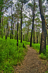 Wall Mural - Footpath in a regenerating Australian forest, one year after a devastating wildfire. Charred trees are sprouting again, and there is an undergrowth of fresh green herbaceous plants.
