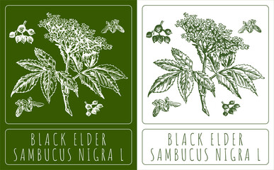 Wall Mural - Drawings BLACK ELDER. Hand drawn illustration. Latin name SAMBUCUS NIGRA L.