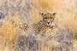 Wild adult cheetah (Acinonyx jubatus) with a tracking collar sitting among dry grass. Solitaire ranch in Namibia, Africa.