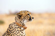Profile view of the looking forward adult cheetah (Acinonyx jubatus) with a tracking collar. Solitaire ranch in Namibia, Africa.