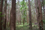 スギの木 針葉樹林