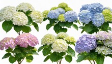 Set Of Hydrangea Arborescens Annabelle Bush Shrub Isolated Png On A Transparent Background Right Lighting Perfectly Cutout