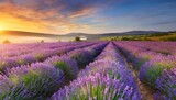 Fototapeta Krajobraz - meadow of lavender at sunrise