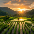 Green rice fields with clear sky in the morning. Farmers pay attention to the crops they plant and see the scenery