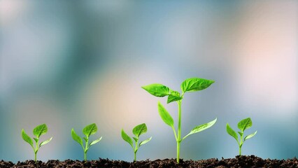 Wall Mural - Green seedling growing on the bokeh