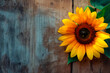 Sunflowers on wooden board.
Yellow summer sunflowers head on rural wood,  cheerful fresh floral gold blossom on old wood. Graphic resource with copy space for text by Vita