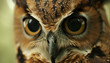 An intense close-up of an owl's face shows its piercing gaze and intricate feather patterns, embodying the silent vigilance of a nocturnal predator