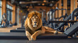 Photography of a male lion lying in the modern gym interior. Lazy, tired and physically exhausted. Unmotivated and weak concept
