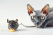Tiny mouse eating cheese while a Sphynx cat stalks it. Isolated on white background.