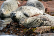 Far Eastern Marine Reserve. A motley seal lies on rocks in the sea. Far Eastern sealed seal at sea.