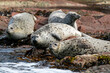 Far Eastern Marine Reserve. A motley seal lies on rocks in the sea. Far Eastern sealed seal at sea.