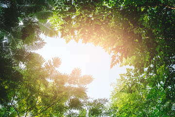 Poster - Palm trees against blue sky, Palm trees at tropical coast, vintage toned and stylized, coconut tree,summer tree ,retro