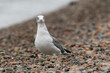 A Pacific gull stands on the pebble shore of the Sea of Japan.