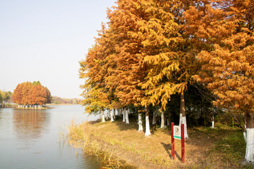 Wall Mural - Bacheng Ecological Wetland Park in Suzhou, China during autumn session.